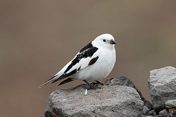 Snow Bunting, animal, bunting, bird, snow HD wallpaper