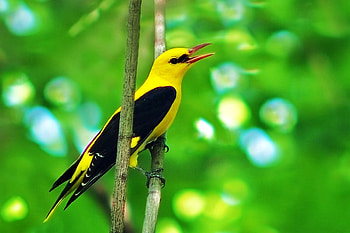 Day and night, branch, green leaves, bird, contrast, yellow and black HD wallpaper