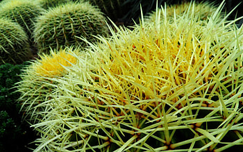 Flowers, Plant, Macro, Cactus, Thorns, Prickles HD wallpaper