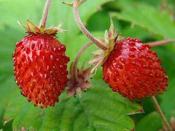 Food, Strawberry, Leaves, Ripe, Wild Strawberries, Wild Berry, Forest Berry HD wallpaper