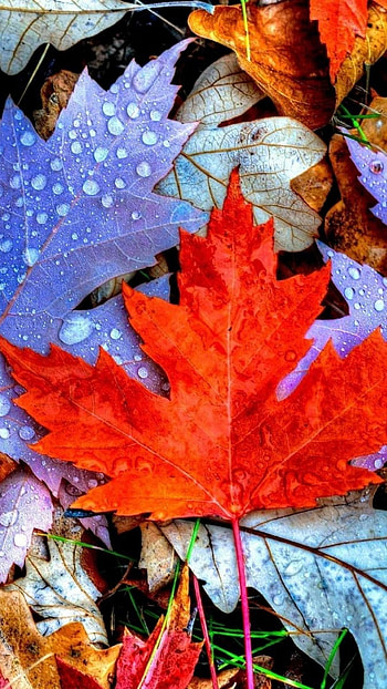 autumn-background--20161021181547 HD phone wallpaper