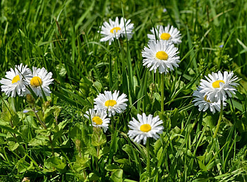 Flowers, Grass, Greens, Snow White, Sunny HD wallpaper
