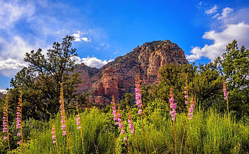 Spring wildflowers in mountain, beautiful, grass, spring, rocks, mountain, wildflowers, pretty, view, flowers, lovely HD wallpaper