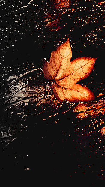 Awesome autumn leaves, , Natural beauty, Autumnal wonder HD phone wallpaper