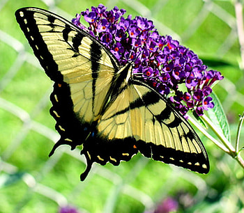 butterfly, wings, purple flower, tiger swallowtail, beautiful HD wallpaper