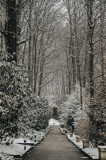 Winter, Nature, Trees, Path, Church, Snowfall HD phone wallpaper