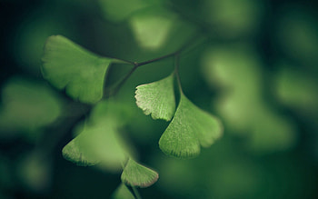 Leaves, Macro, Form, Branch, Shadow HD wallpaper