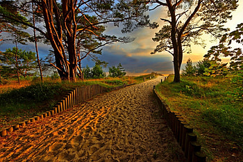 Country Road, road, amazing, country, tree HD wallpaper