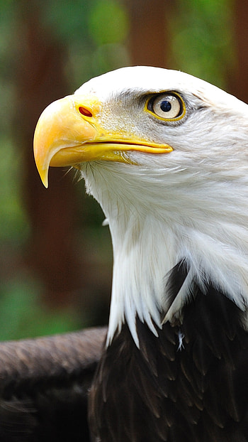 White eagle , Sony Xperia visuals, Striking beauty, Captivating ry HD phone wallpaper