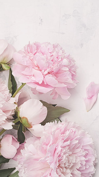 . Flower, Pink Peonies Flowers HD phone wallpaper