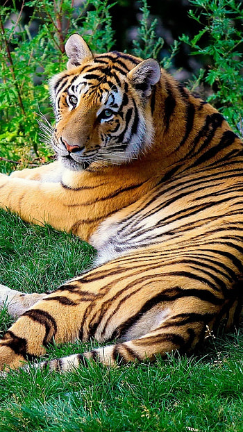 Tiger , Bengal Tiger HD phone wallpaper