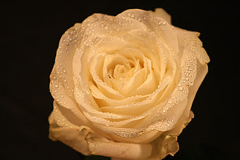 Yellow rose, drops, close up HD wallpaper