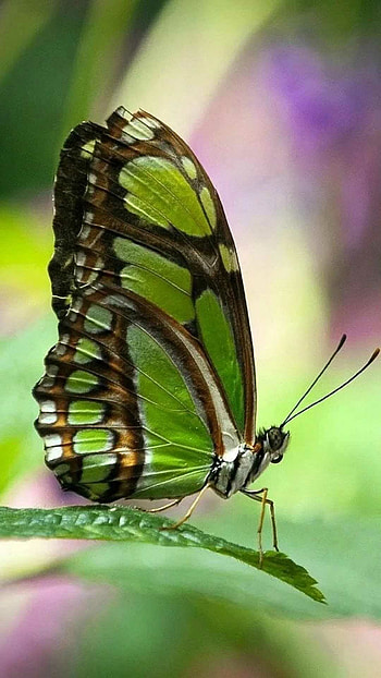 Butterfly's beauty, Graceful wings, Colorful marvel, Nature's masterpiece HD phone wallpaper