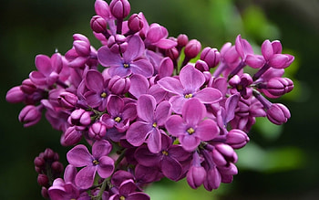 LOVELY PURPLE LILACS, LILACS, FLOWERS, NATURE, PURPLE HD wallpaper