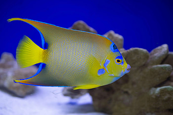 Angelfish, Queen Angelfish, Adult, House Of Fins HD wallpaper