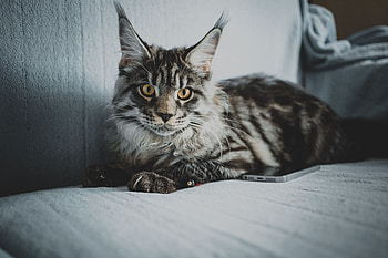 Animals, Cat, Pet, Grey, Sight, Opinion, Maine Coon, Maine HD wallpaper