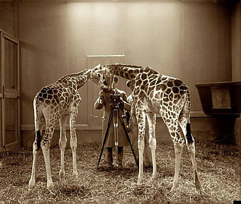 genic, hot, cute, giraff, camera HD wallpaper