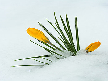crocus, white, snow, yellow, flower HD wallpaper