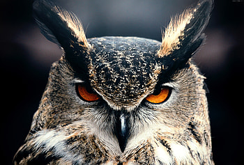 Owl Closeup , owl, birds HD wallpaper