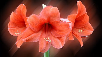 LILIES, COLOR, PETALS, NATURE, STEM HD wallpaper