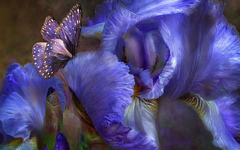 Butterflies, Insects HD wallpaper