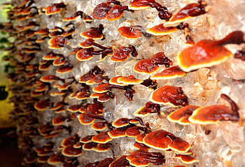 Health benefits, Reishi mushrooms, Growing organic, Mushrooms HD wallpaper