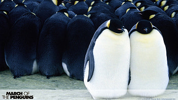 March Of The Penguins, BIRDS, ANIMALS, MOVIE HD wallpaper
