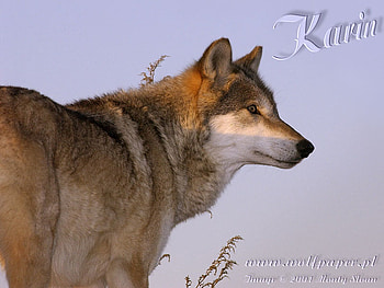 KARIN THE WOLF IN A SUNSET, wolves, animals, dogs, sky, nature, grey wolf, wolves in a sunset, sunset HD wallpaper