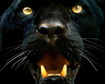 Black Death, teeth, black, fangs, whiskers, panther, eyes, cat, feline HD wallpaper