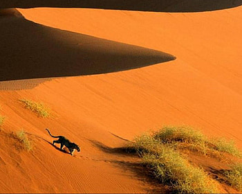 big cat in desert, cats, desert, sands, yellow HD wallpaper