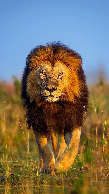Majestic lion, Captivating gaze, Artistic , Magnificent beast HD phone wallpaper