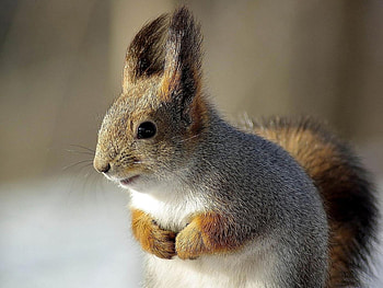 Animals, Squirrel HD wallpaper