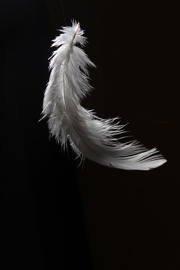 Feather art, Natural beauty, Elegant accessory, Symbol of grace HD phone wallpaper
