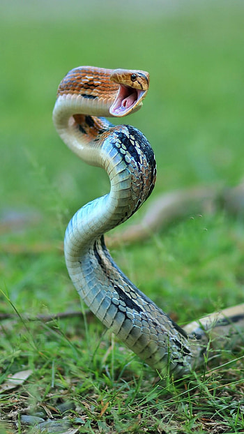 Snake, Mamba HD phone wallpaper