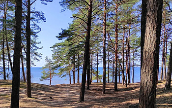 Forest by Sea, sea, trees, Latvia, forest HD wallpaper