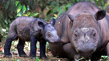 Animals, Grass, Young, Care, Joey, Rhinoceros HD wallpaper