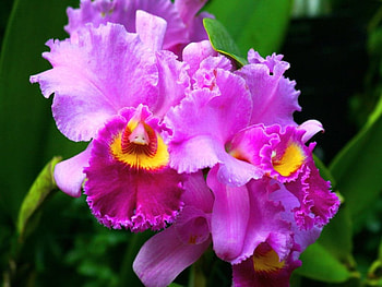 Making a statement for Luna, purple, tulip, yellow, flowers, beauty HD wallpaper