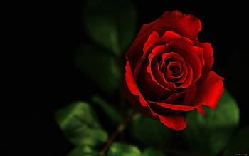 Plants, Flowers, Roses HD wallpaper