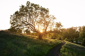 Nature, Sun, Shine, Light, Wood, Tree, Path, Evening, Trail HD wallpaper