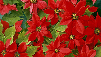 Flowers, Leaves, Bright, Beauty HD wallpaper