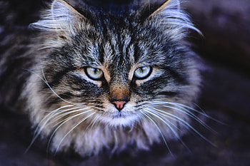 Midnight Majesty — Cat, Animal, cat HD wallpaper