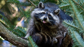 Lively raccoon, delight, Mobile marvels, Nature's charm HD wallpaper