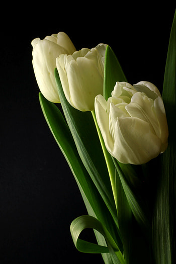 Tulip (Nature), Dark background, Tulip bouquet, License HD phone wallpaper