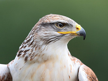Ferruginous Buzzard, beak, feathers, bird, buzzard HD wallpaper