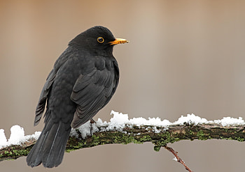 Common Blackbird, Urban bird population, Longevity study, Health research HD wallpaper