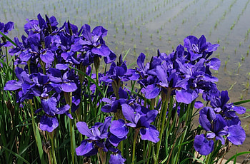 Flowers, Water, Violet, Shore, Bank, Greens, Flower Bed, Flowerbed, Irises HD wallpaper