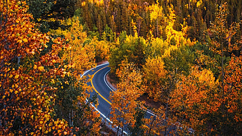 Autumn Road in Colorado, leaves, forest, fall, trees, colors, usa HD wallpaper