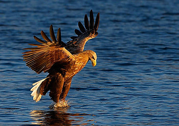 Eagle, wierd, abstract, animals, funny HD wallpaper