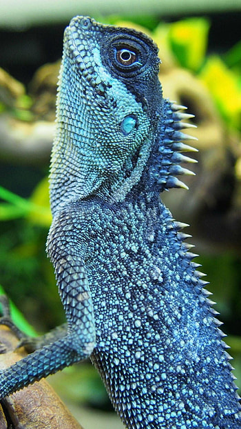 Lizard, Reptile species, Mobile , Colorful wildlife HD phone wallpaper