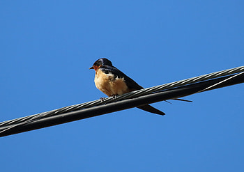 Columbia Valley swallow project, Wildsight update, Swallow conservation, Avian research HD wallpaper